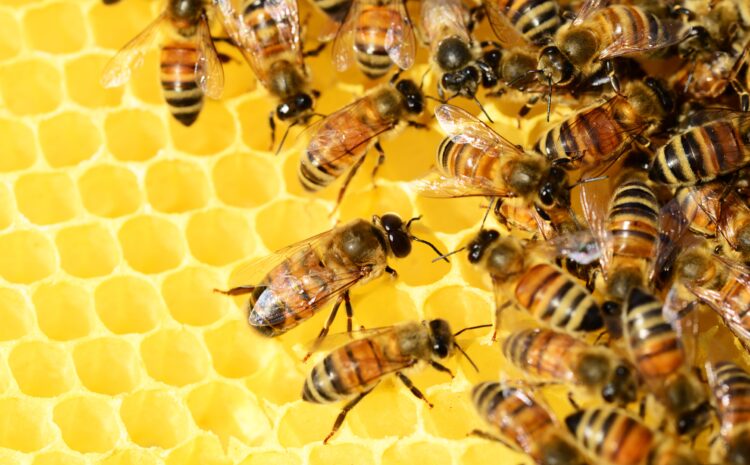  Einbruch bei Honigernte