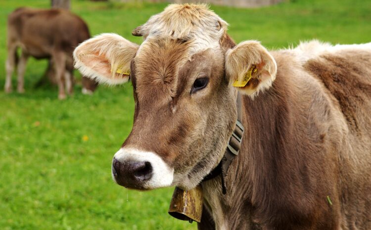  Die Rindviehbranche nimmt die Reduktion der Klimagasemissionen in Angriff