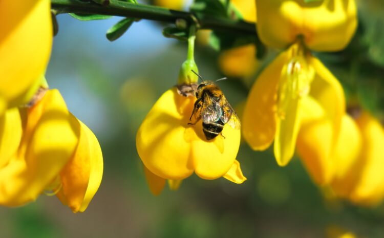  Bienenschutz hilft Honig- wie Wildbienen